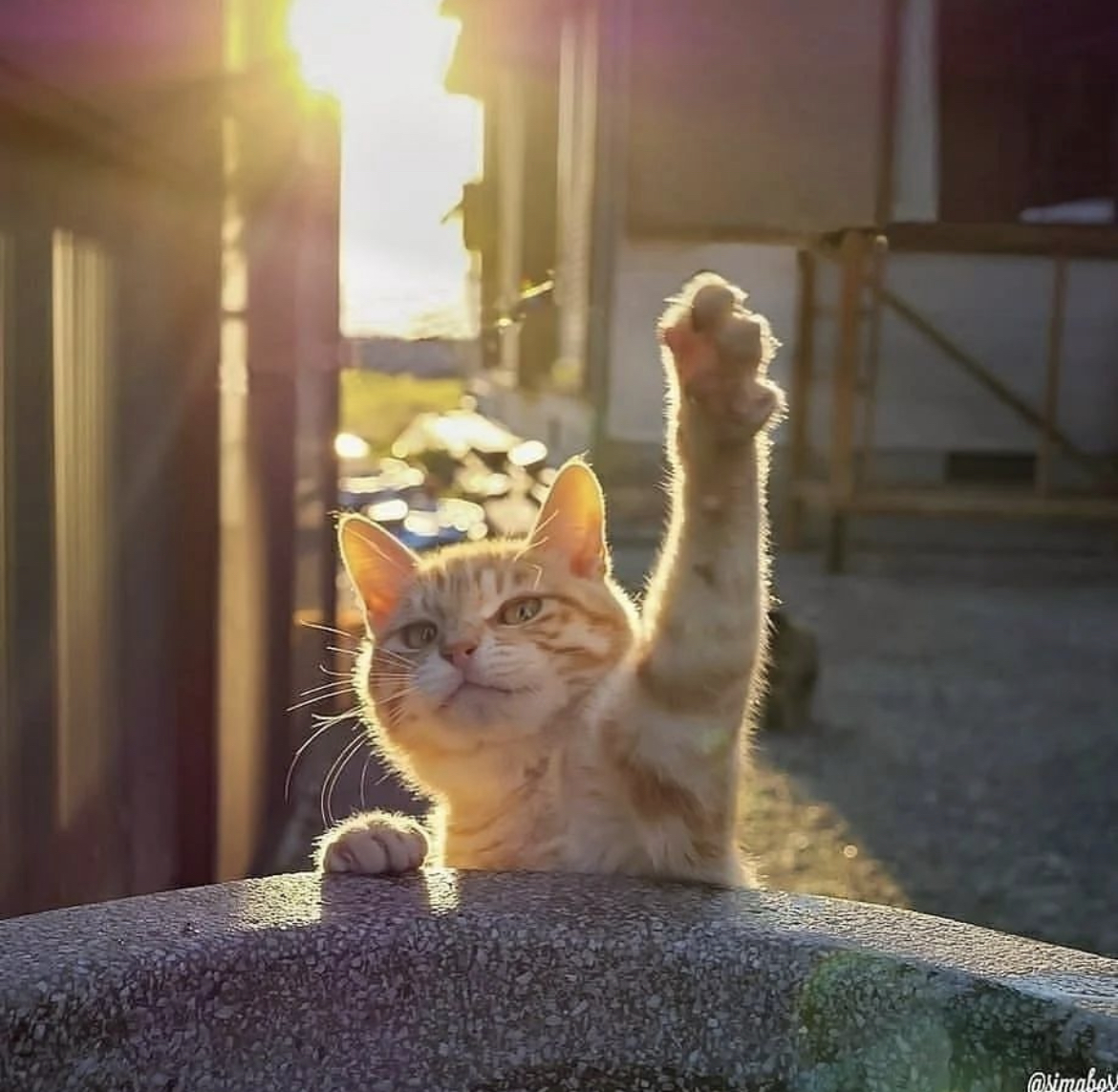 今日份阿猫